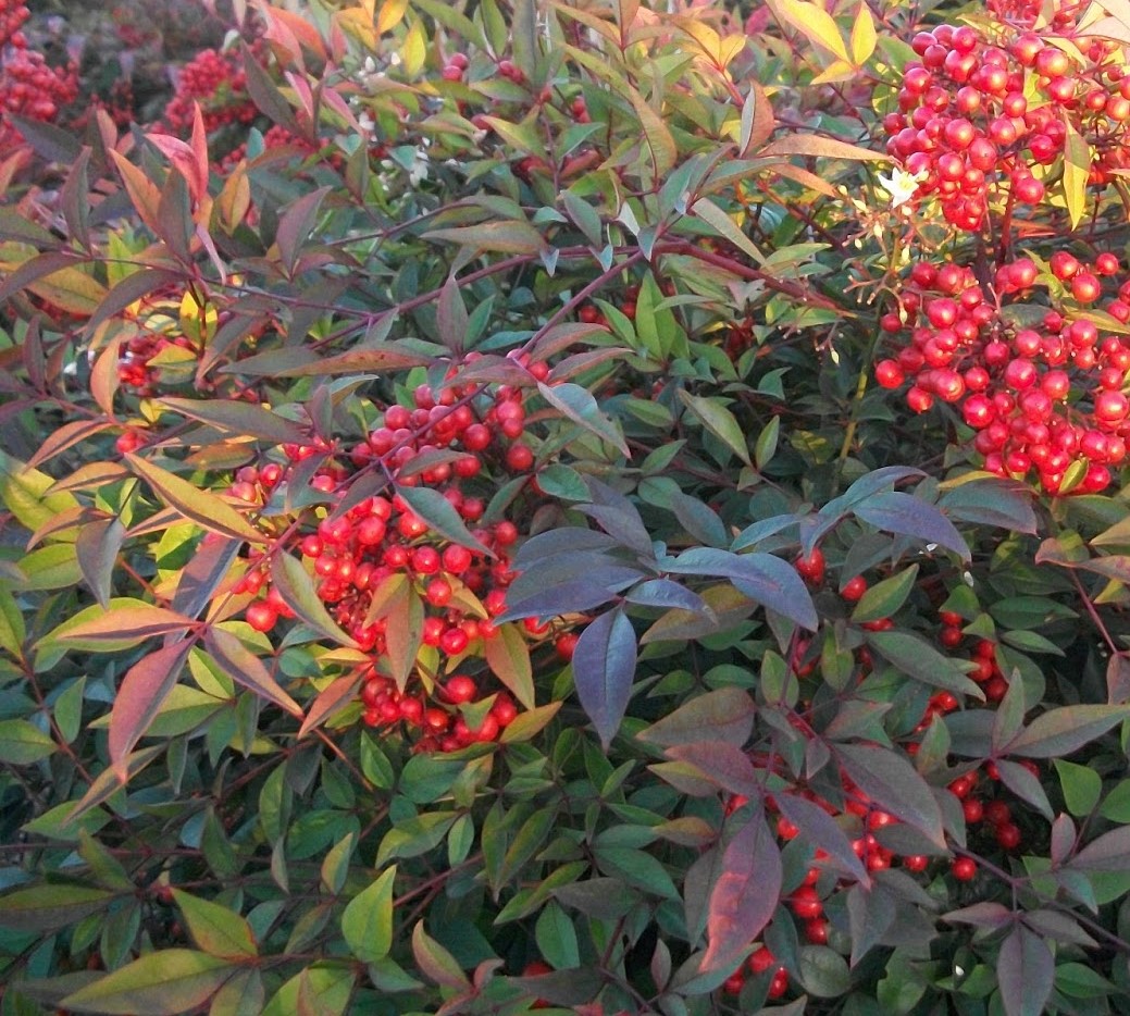 NANDINA DOMESTICA 